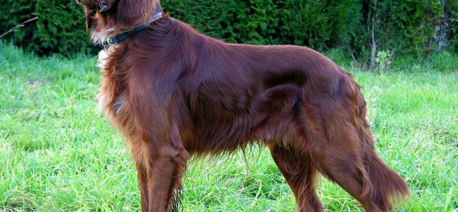 irish setter dog