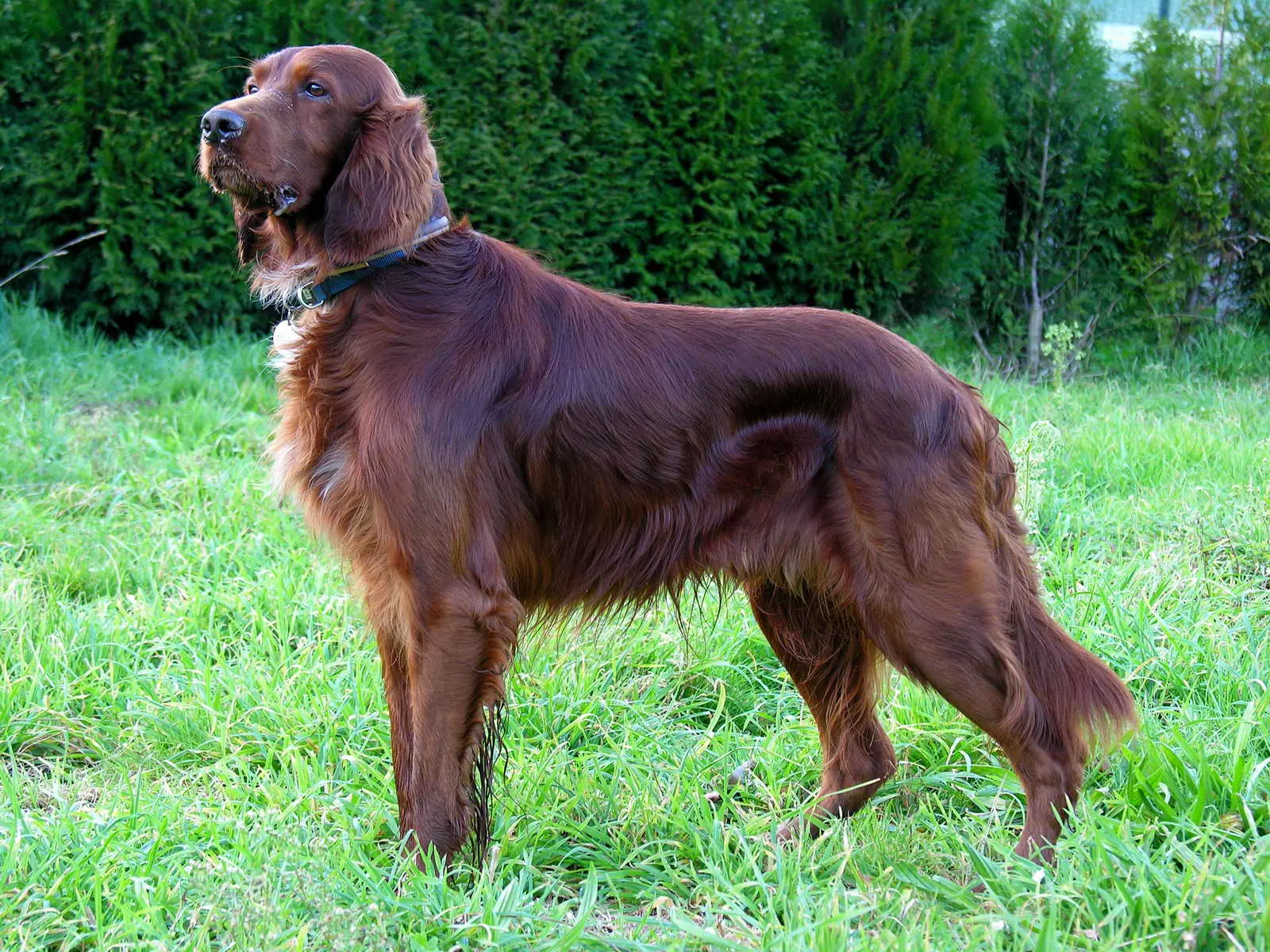 irish setter dog