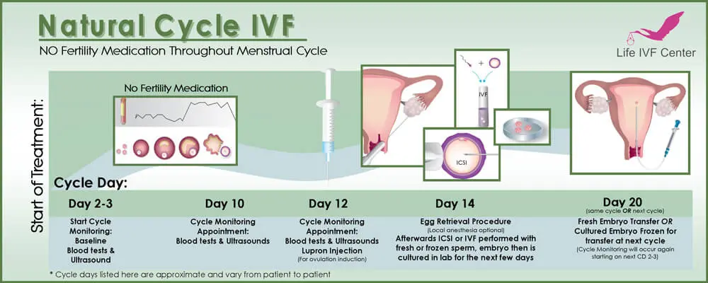 IVF in the natural cycle