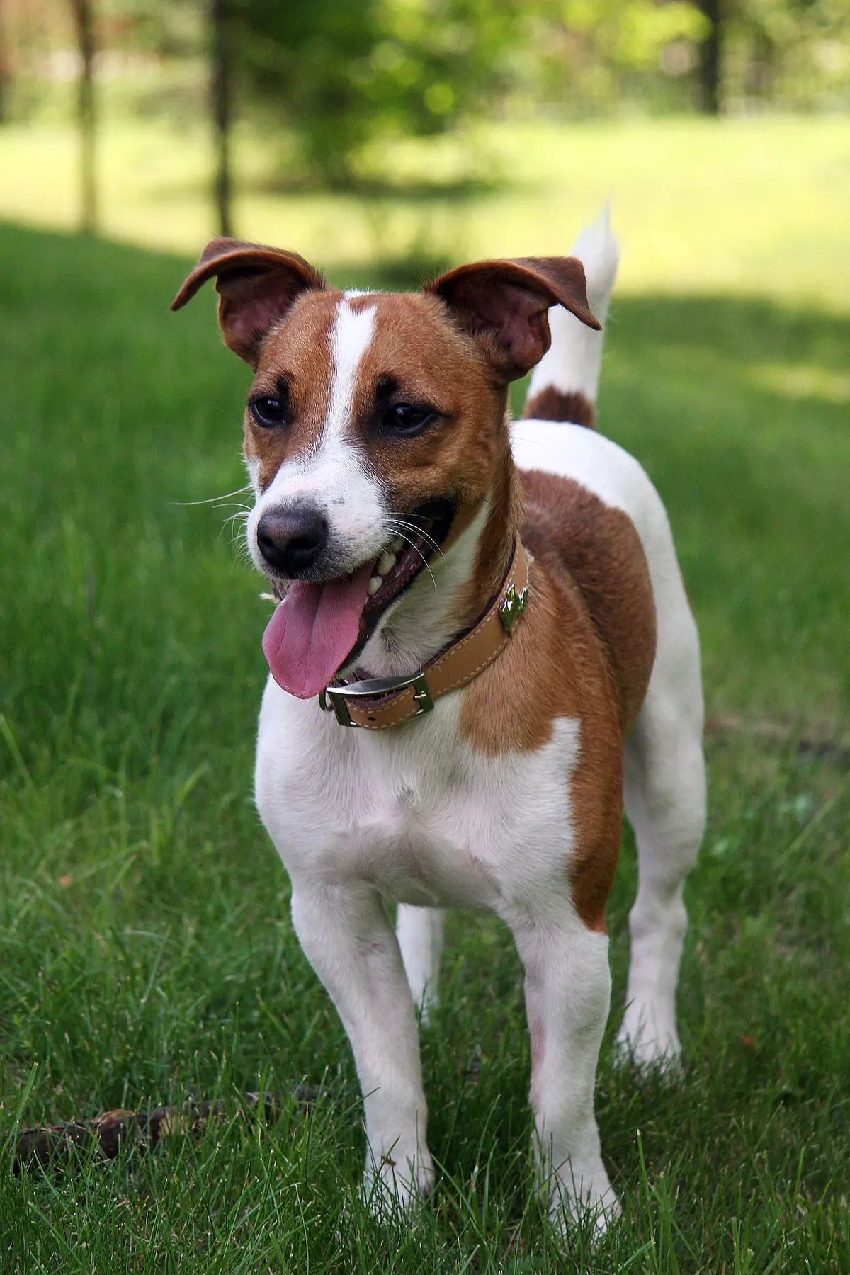 Jack Russell Terrier dog