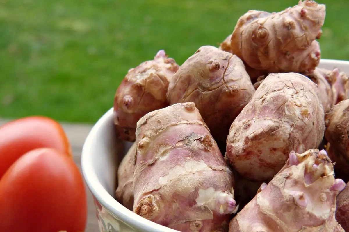 Jerusalem artichoke: health benefits and harms