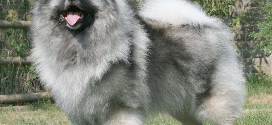 Keeshond dog