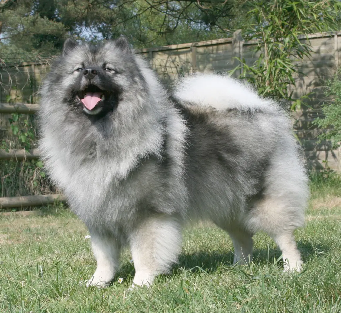 Keeshond dog