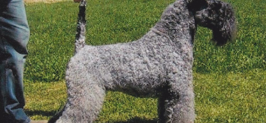 Kerry-Blue Terrier