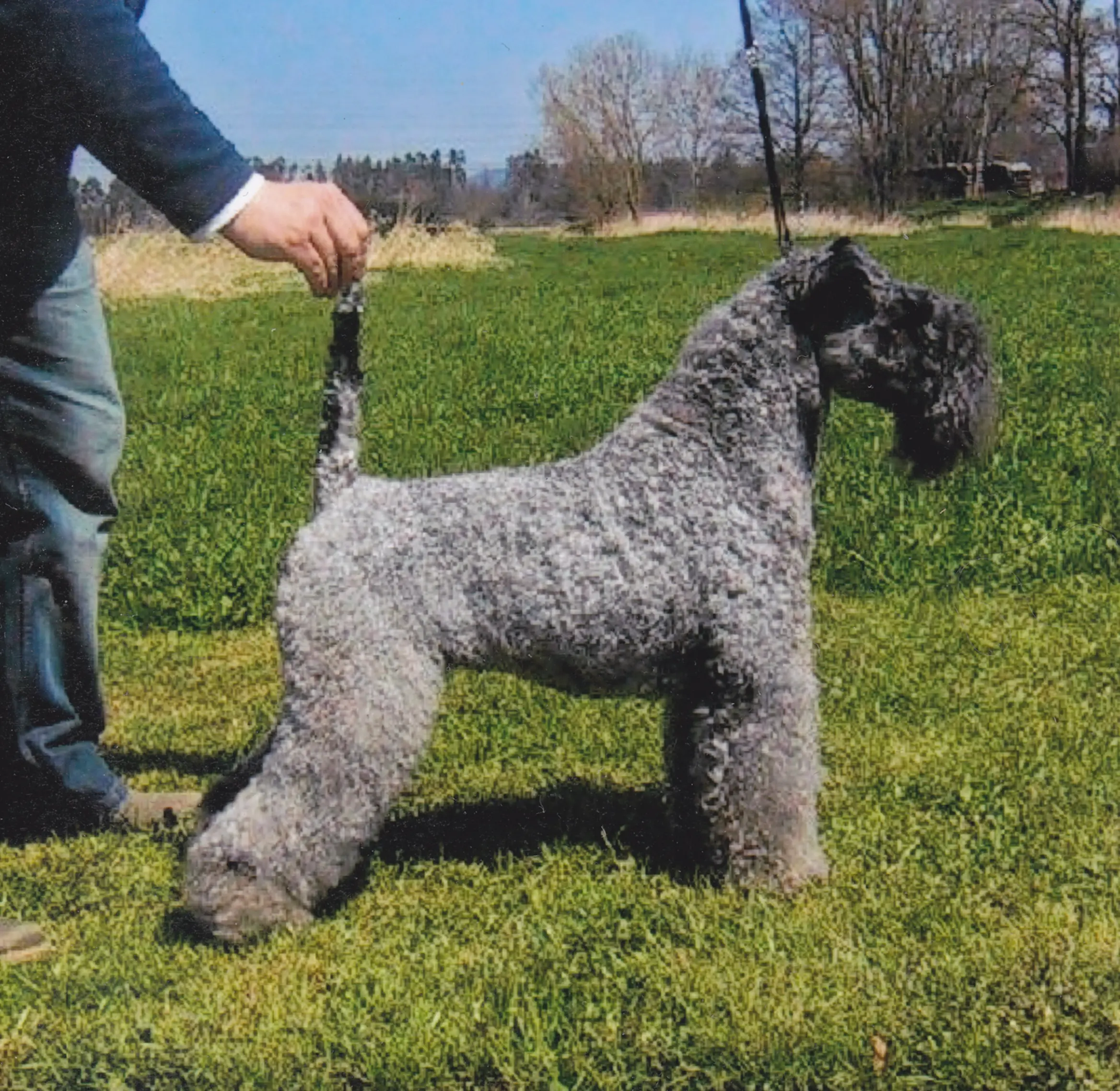 Kerry-Blue Terrier