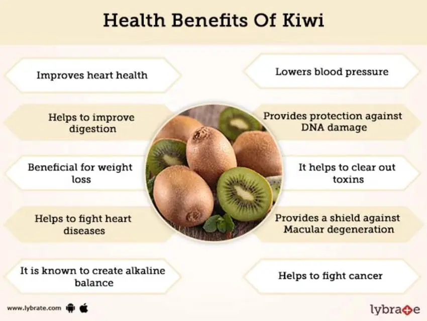 Kiwi: benefits and harms to the body