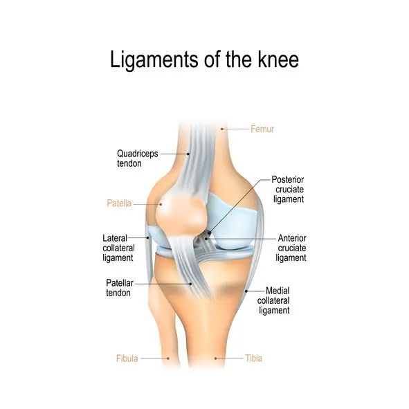 Knee sprain in adults