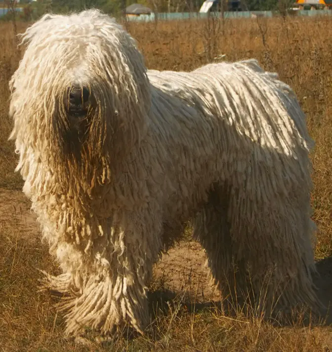 Komondor dog