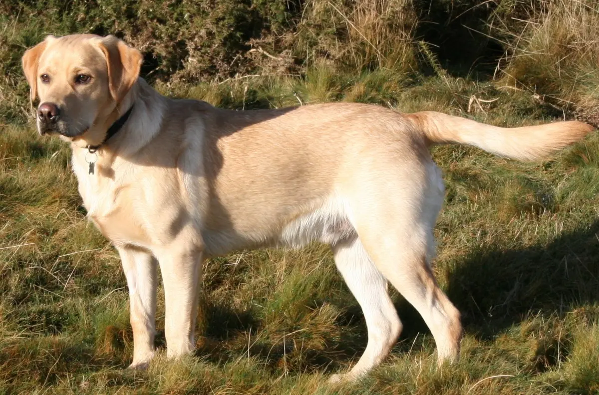 labrador retriever dog