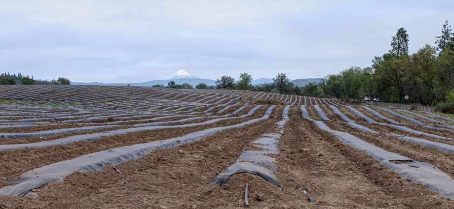 Land for seedlings: why your soil is better than purchased