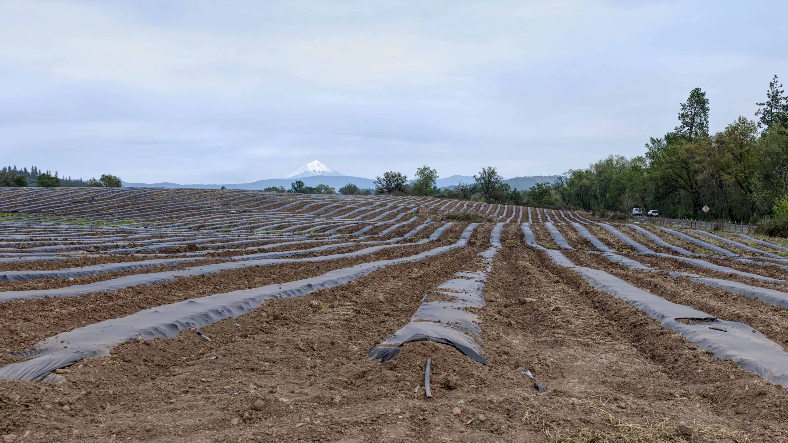 Land for seedlings: why your soil is better than purchased