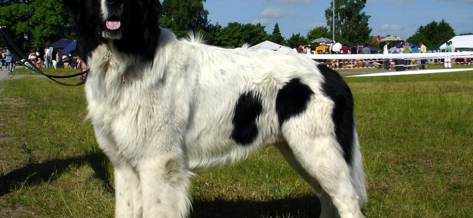 Landseer dog