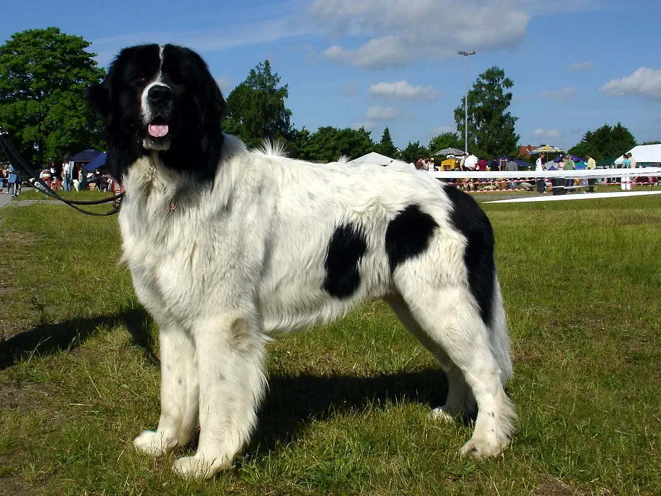 Landseer dog