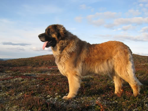 Leonberger dog