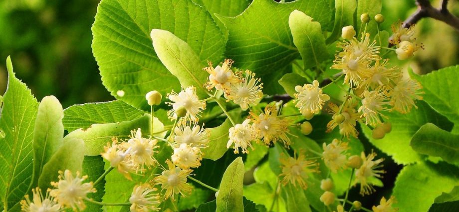 Linden flowers