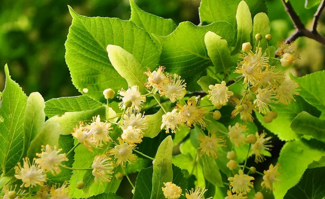 Linden flowers