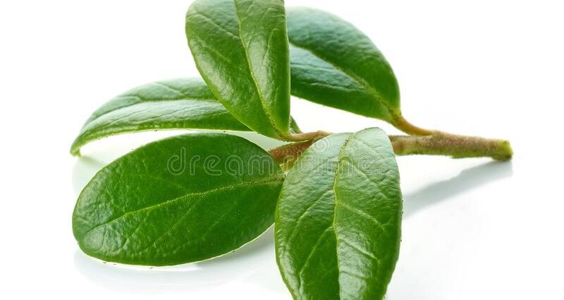 lingonberry leaves