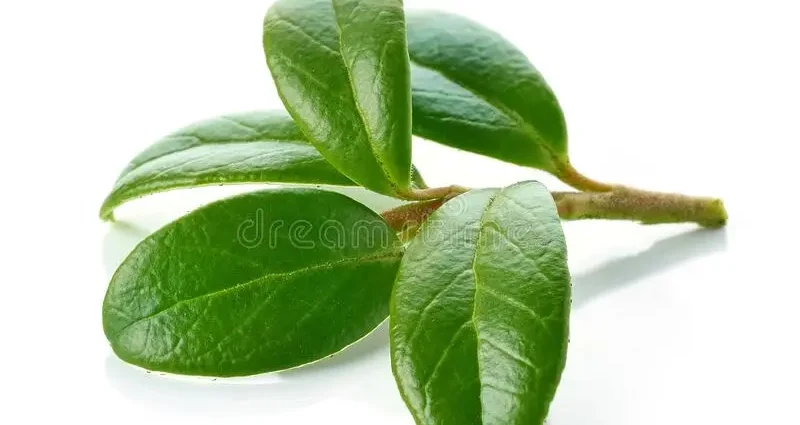 lingonberry leaves