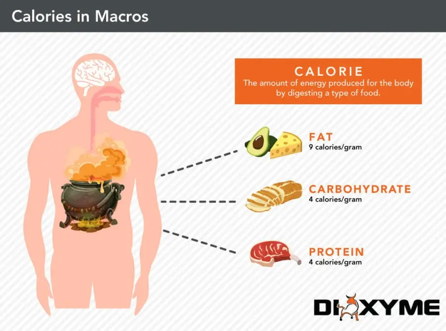 macronutrients in the human body