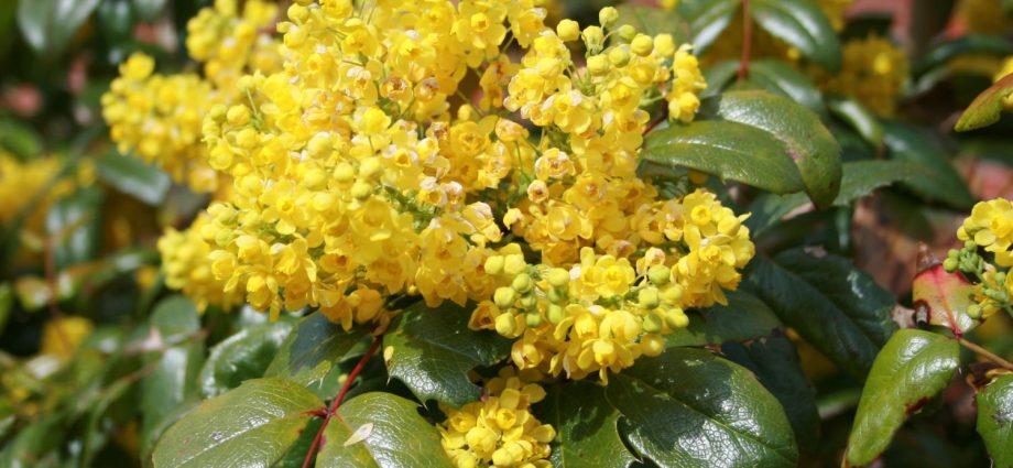 Mahonia