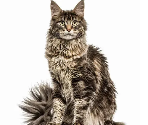 Maine coon cat