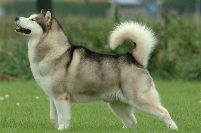 Malamute dog