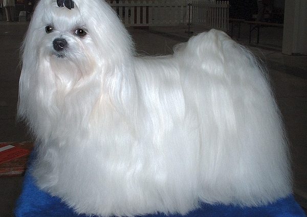 maltese dog