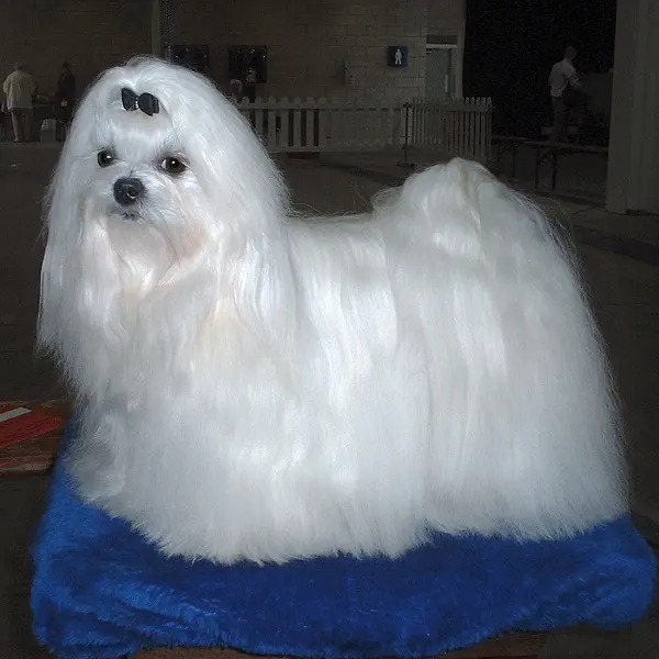 maltese dog