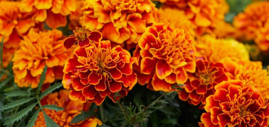 marigold flowers