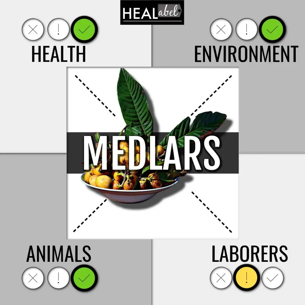 Medlar: health benefits and harms
