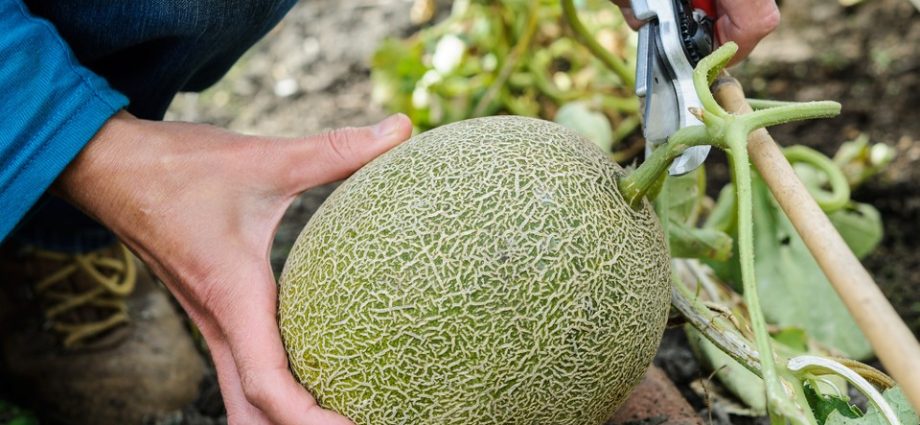 Melons: how to grow a good harvest