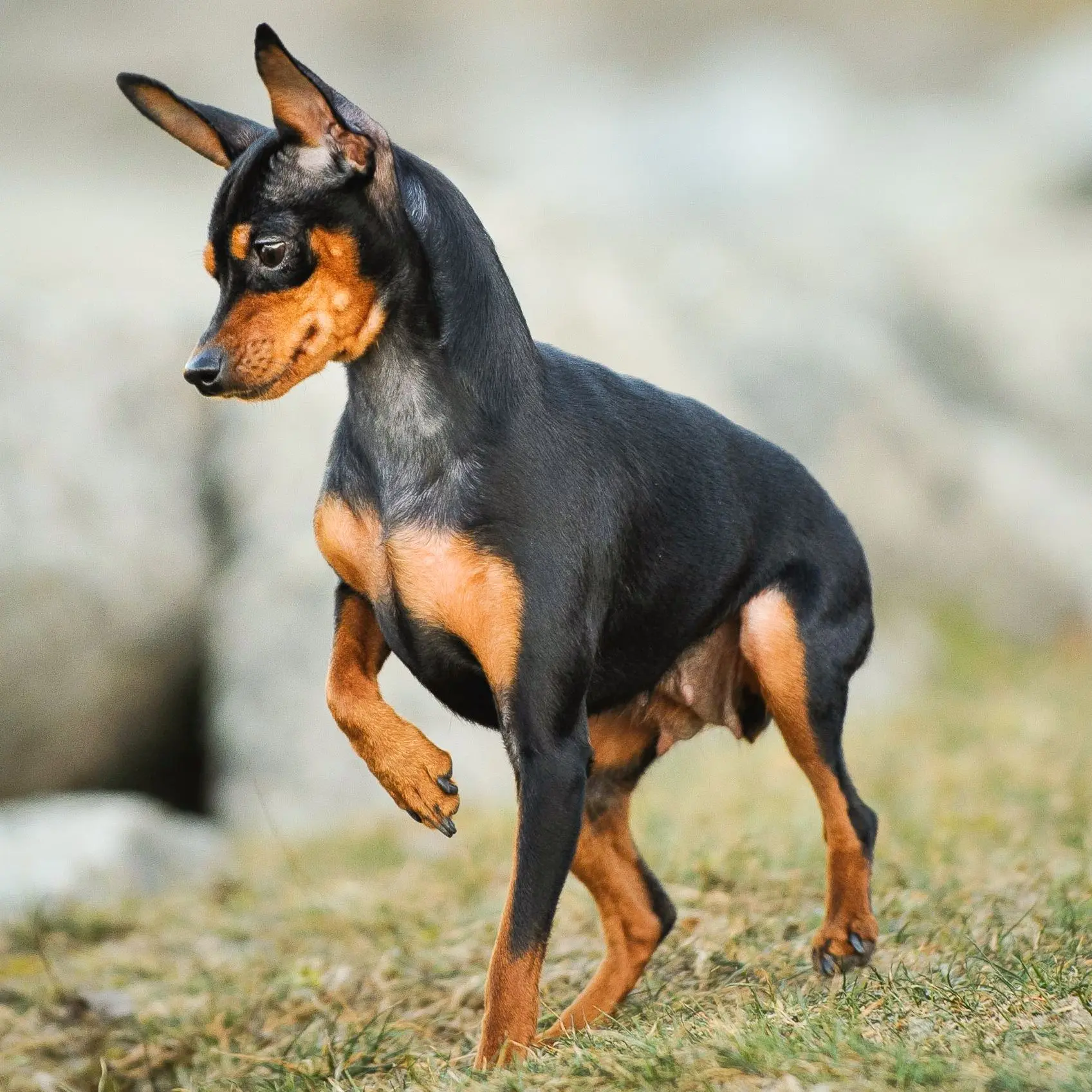 Miniature Pinscher (Miniature Pinscher) dog