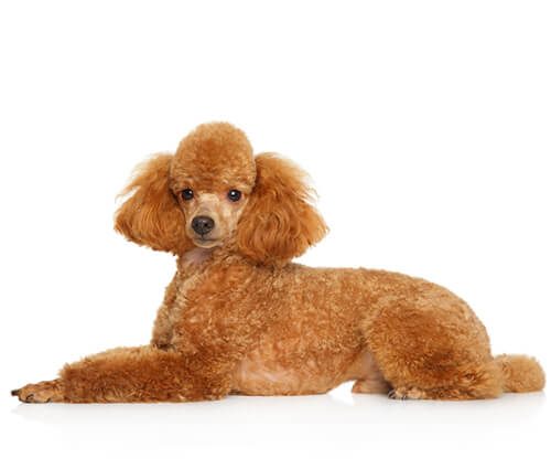 Miniature poodle