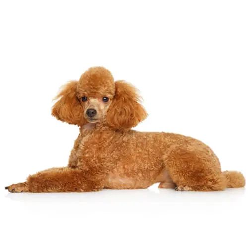 Miniature poodle