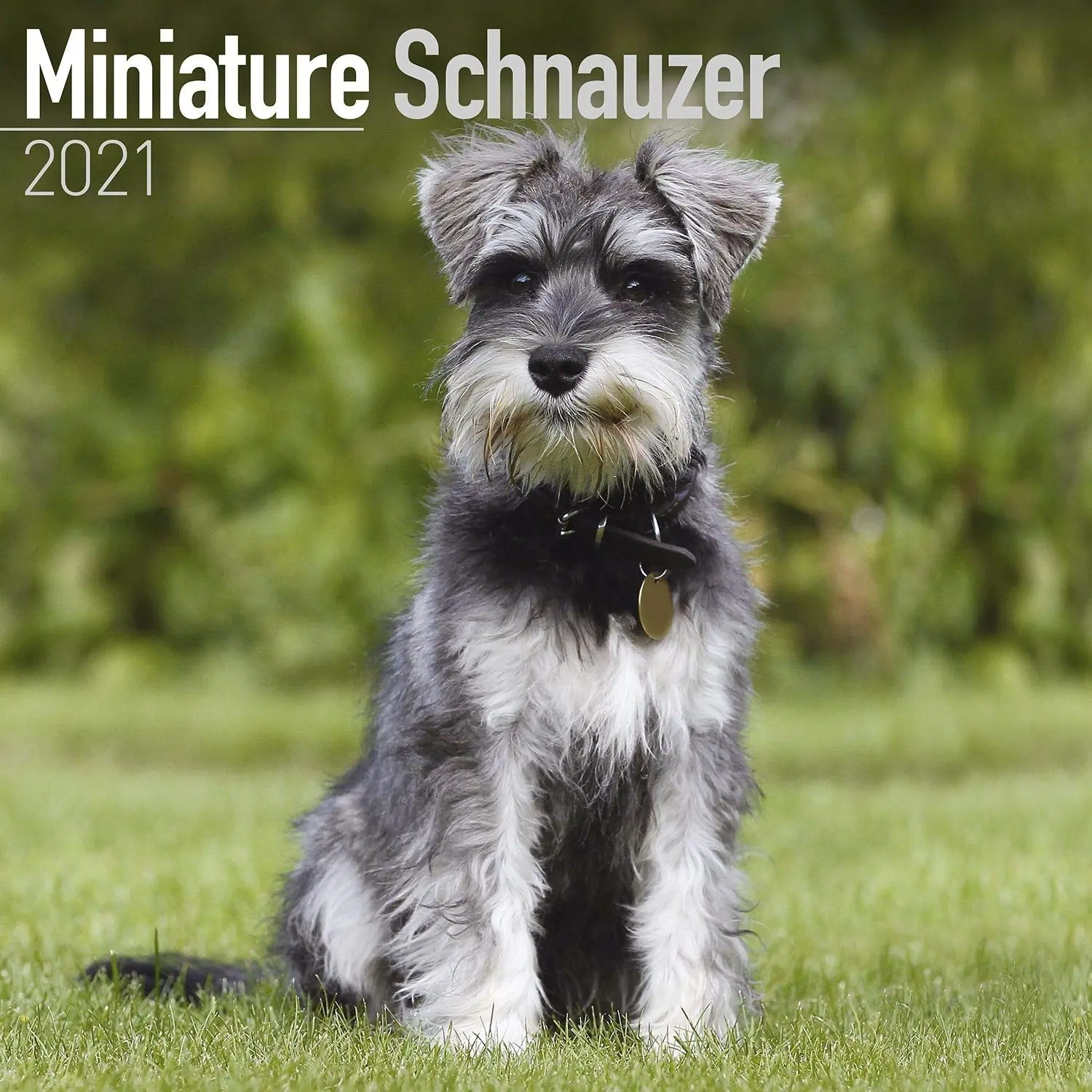 Miniature schnauzer