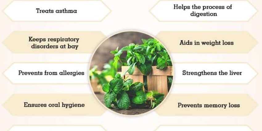 Mint: benefits and harms to the body