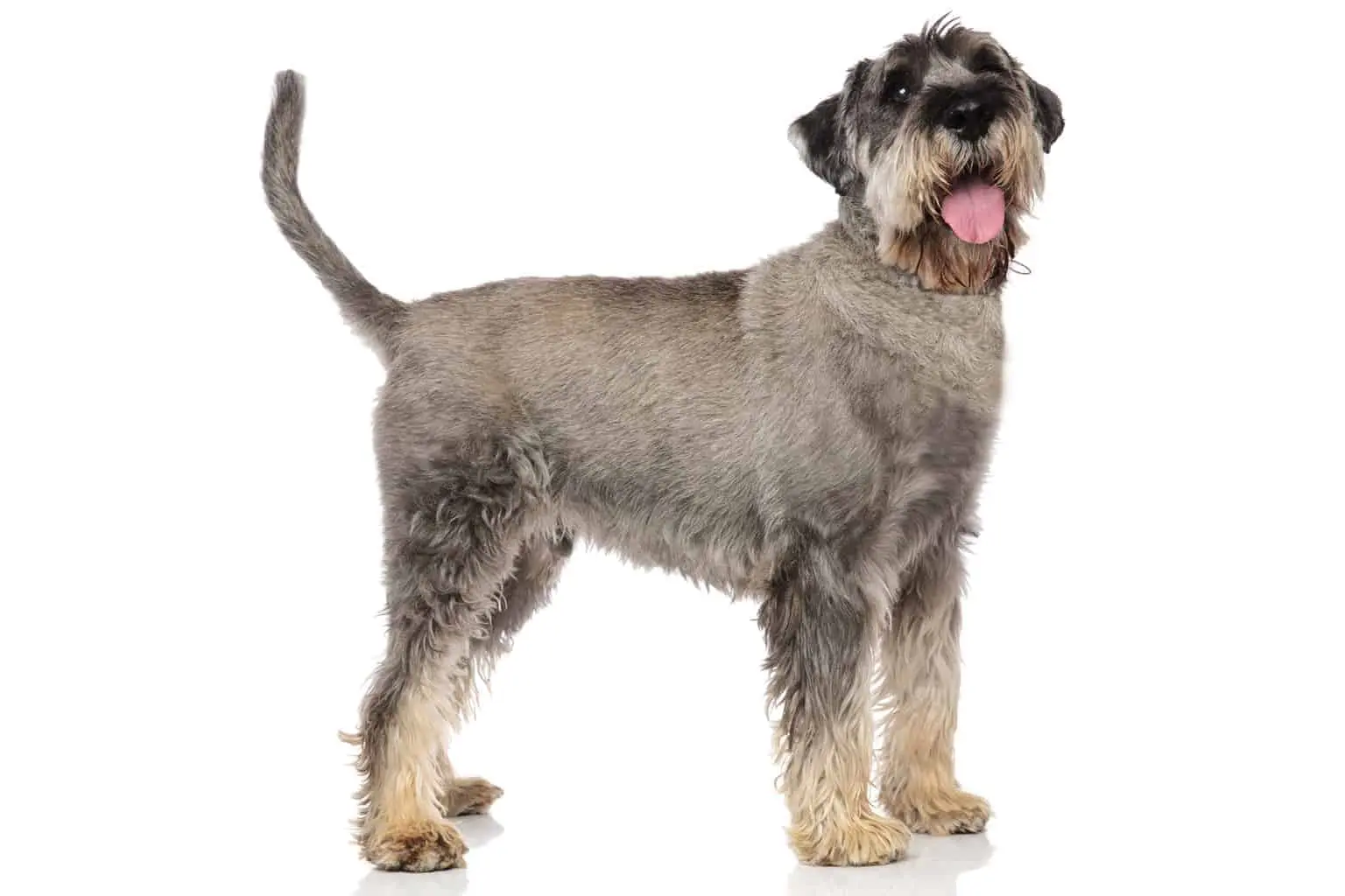 Mittelschnauzer