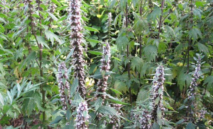 Motherwort herb