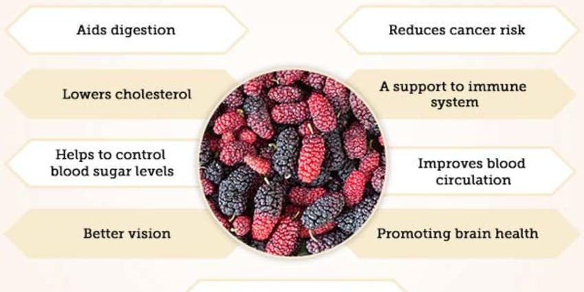 Mulberry: health benefits and harms