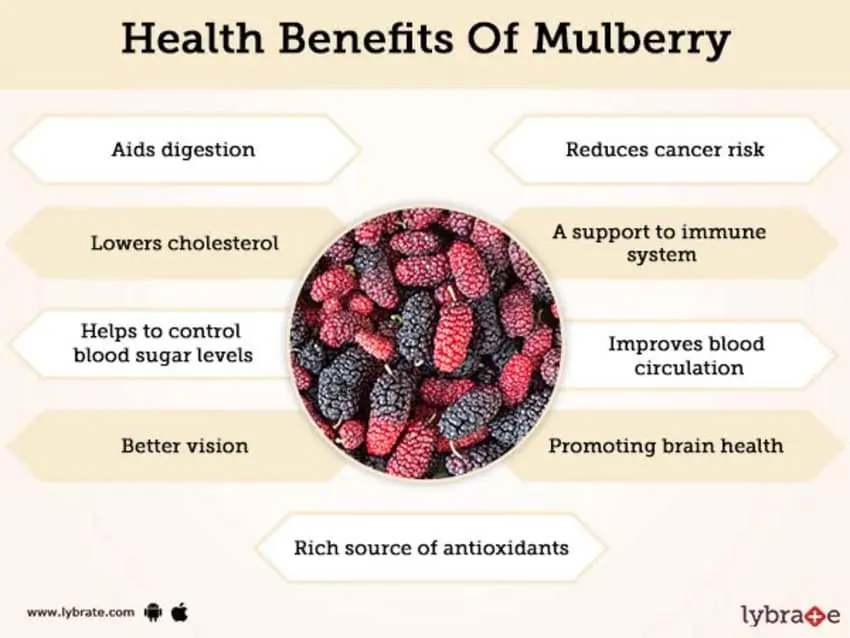 Mulberry: health benefits and harms