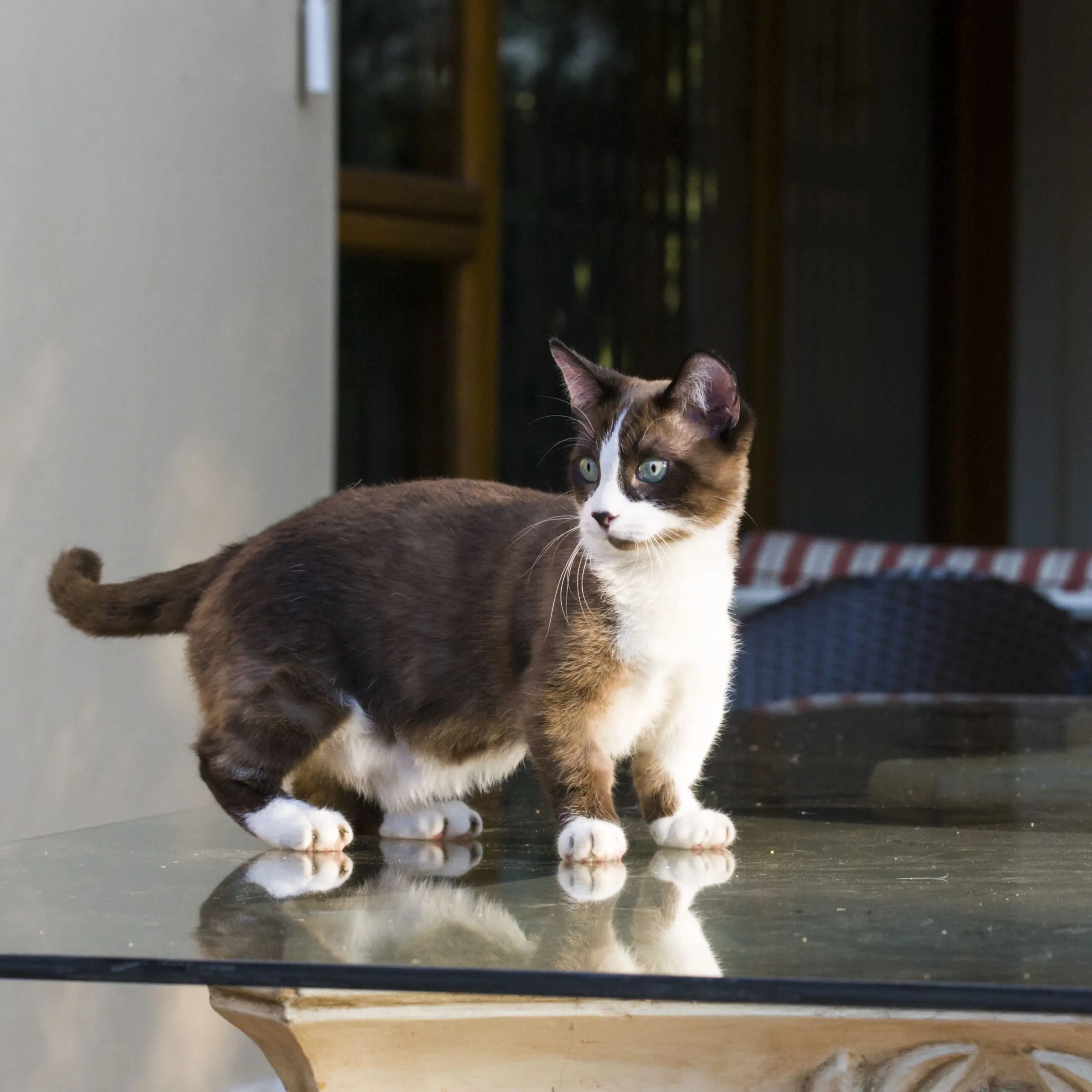 Munchkin cat