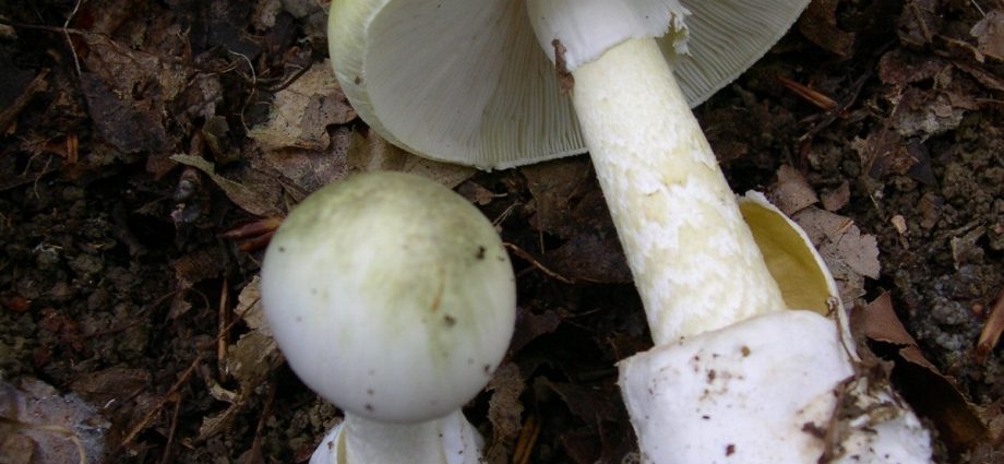 mushroom poisoning