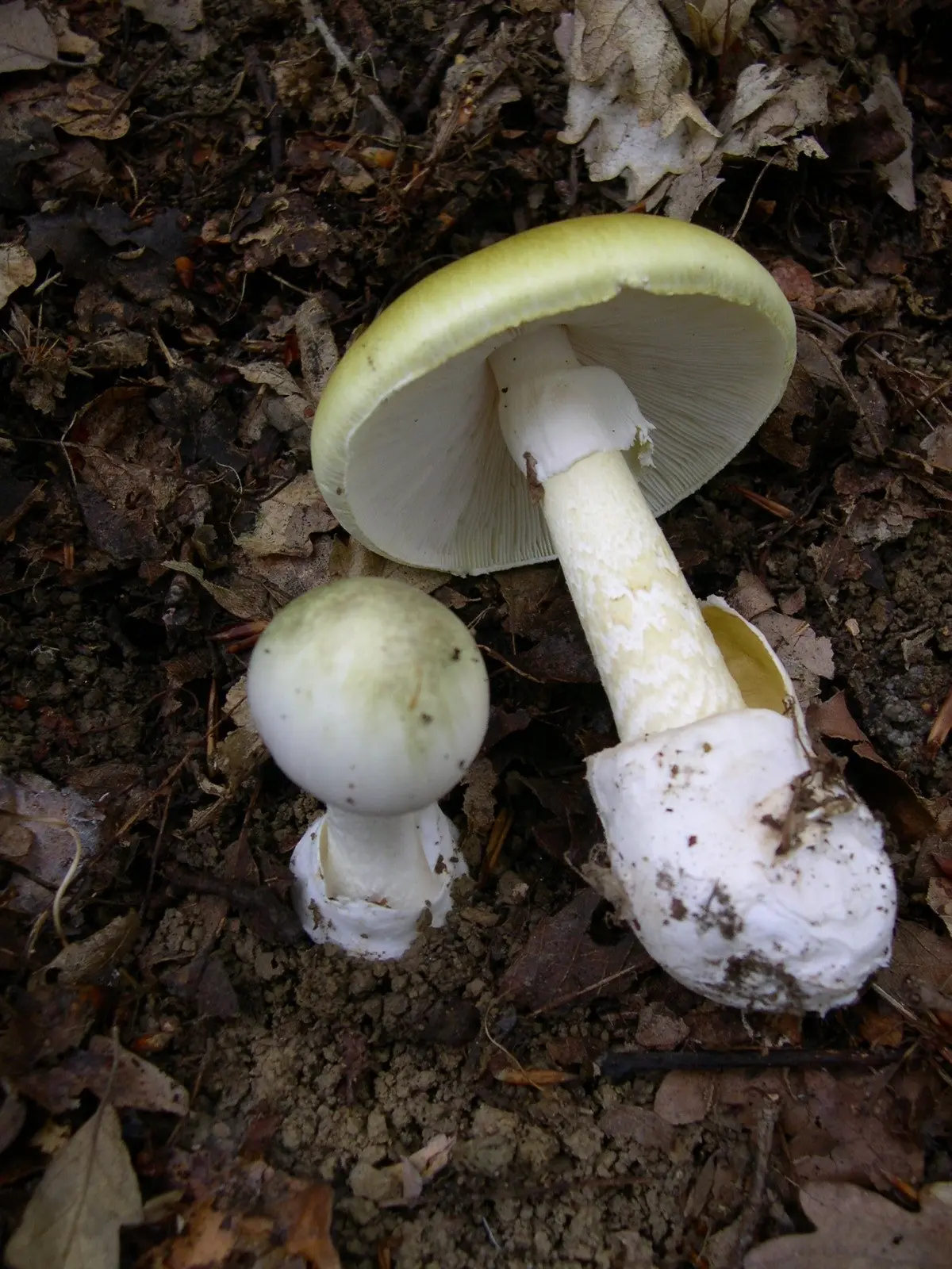 mushroom poisoning