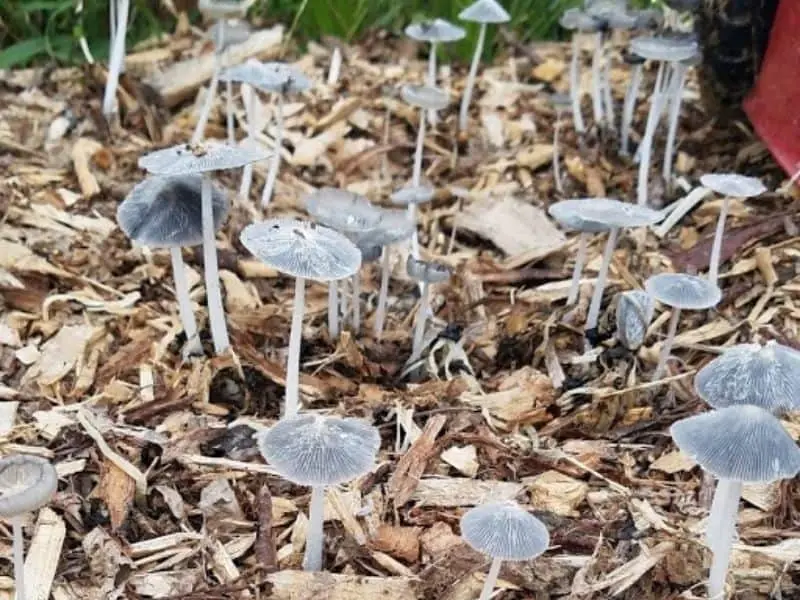 Mushrooms in the garden