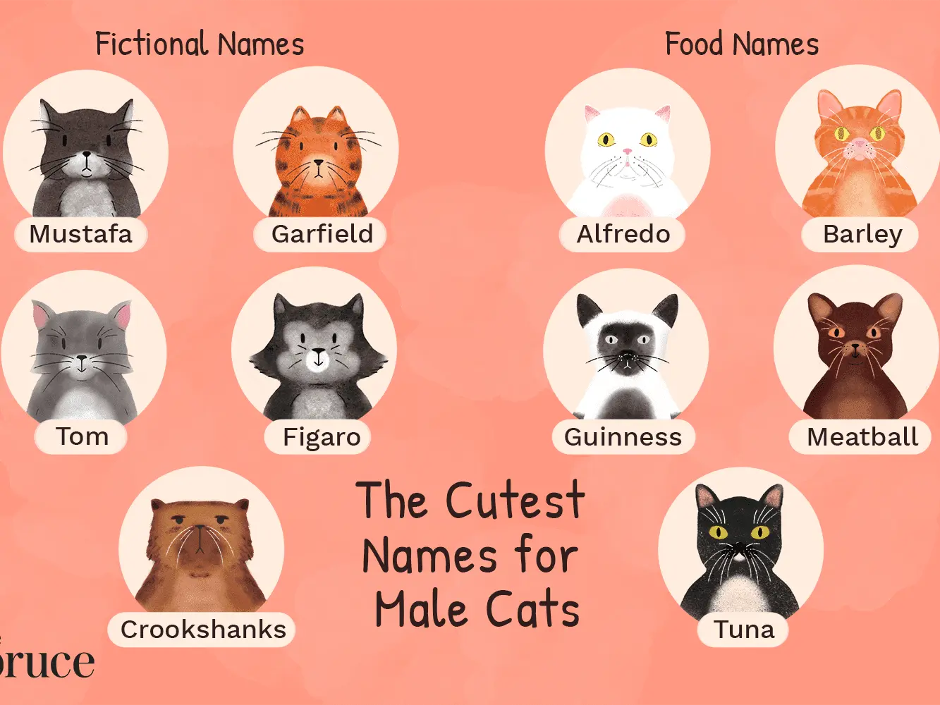 Names for boys cats
