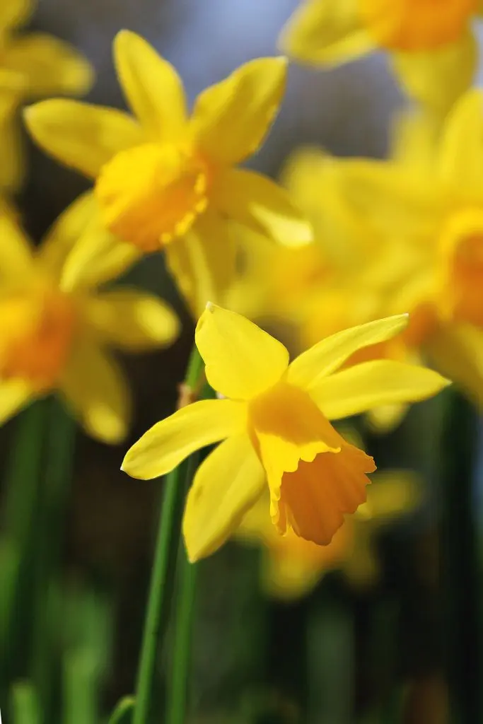 Narcissus flower: planting and care