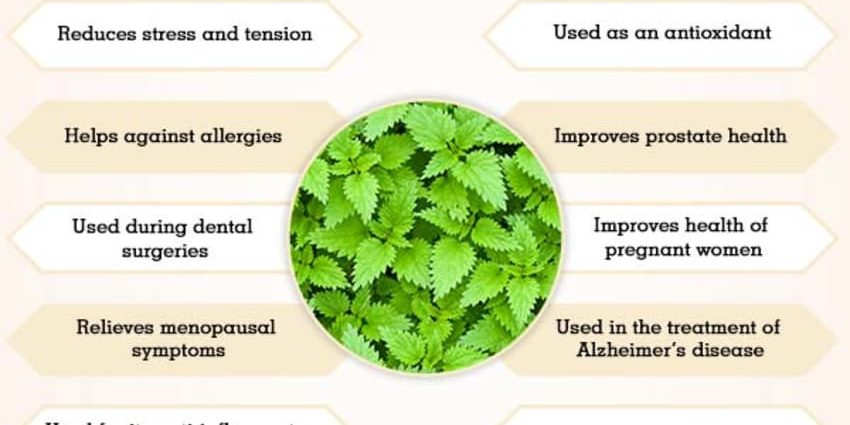 Nettle: health benefits and harms