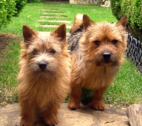 norwich terrier