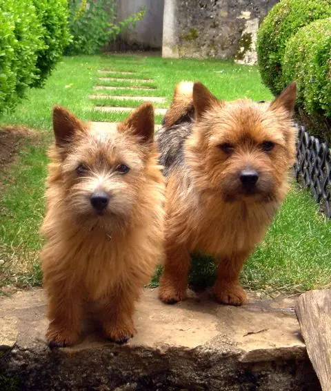 norwich terrier