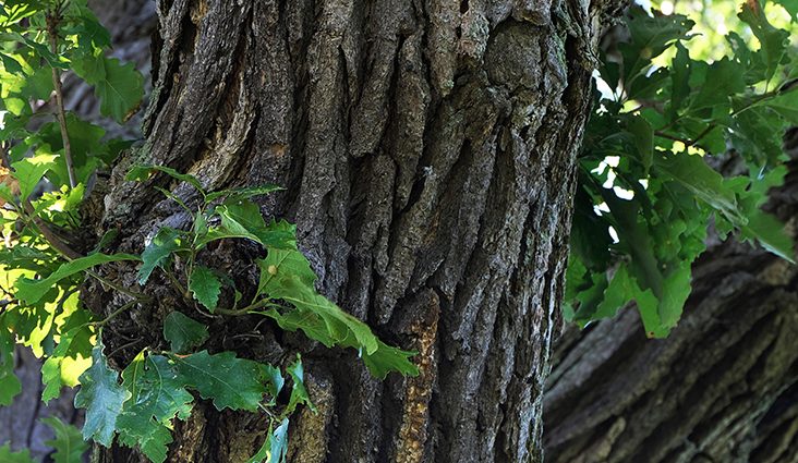 Oak bark